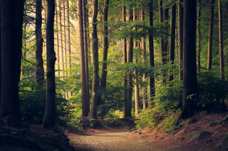 Foret naturelle illustrant les ressources utilisees pour les extraits naturels